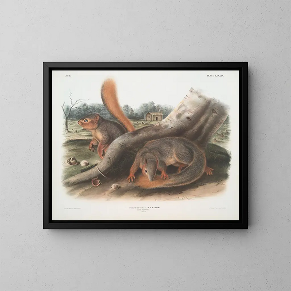 orava luonnollisen kokoisena - John Woodhouse Audubon — kehystetty taideteos seinällä