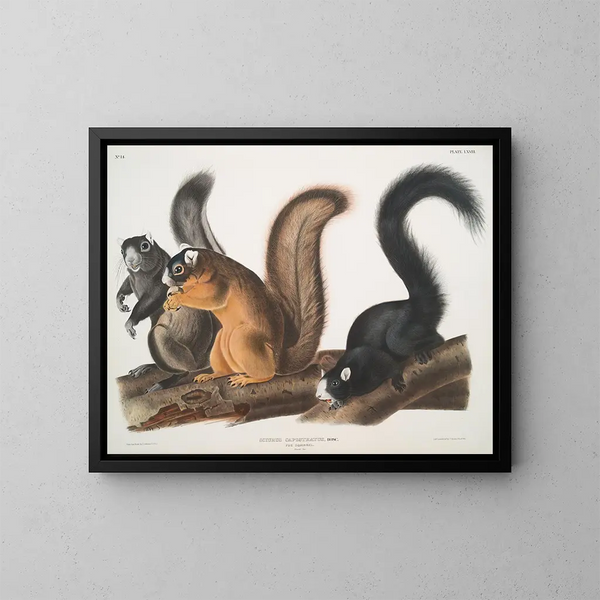 Écureuil de Fox à taille naturelle - John Woodhouse Audubon — kehystetty taideteos seinällä