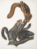 Sciurus cinereus Écureuil-chat Taille naturelle - John Woodhouse Audubon — näkymä teoksesta