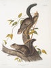 Sciurus colliaei Collie Écureuil Taille naturelle - John Woodhouse Audubon — näkymä teoksesta
