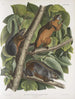 Sciurus ferruginiventris Écureuil à ventre roux Taille naturelle Mâle Femelle et Jeune - John Woodhouse Audubon — näkymä teoksesta