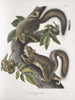 Sciurus leporinus Écureuil lièvre Taille naturelle - John Woodhouse Audubon — näkymä teoksesta