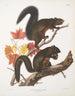 Sciurus longipilis Écureuil à poil long Taille naturelle - John Woodhouse Audubon — näkymä teoksesta