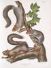 Sciurus migratorius Écureuil migrateur Taille naturelle 1 Vieux Mâle 2 Femelles 3 Jeunes - John Woodhouse Audubon — näkymä teoksesta