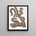 Sciurus migratorius Écureuil migrateur Taille naturelle 1 Vieux Mâle 2 Femelles 3 Jeunes - John Woodhouse Audubon — kehystetty taideteos seinällä