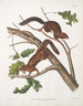Sciurus mollipilosus Écureuil à poil doux Taille naturelle - John Woodhouse Audubon — näkymä teoksesta