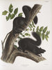 Sciurus niger Écureuil noir Taille naturelle 1 Mâle 2 Femelles - John Woodhouse Audubon — näkymä teoksesta