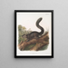 Sciurus nigrescens Écureuil sombre Mâle Taille naturelle - John Woodhouse Audubon — kehystetty taideteos seinällä