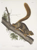 Sciurus rubricaudatus Écureuil à queue rousse Taille naturelle Mâle - John Woodhouse Audubon — näkymä teoksesta