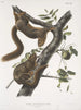 Sciurus subauratus, oranssinvatsaorava, uros ja naaras, luonnollinen koko - John Woodhouse Audubon — näkymä teoksesta