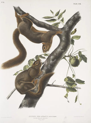 John Woodhouse Audubon - Sciurus subauratus Orangebellied Squirrel Male female Natural size.webp