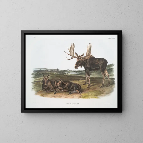 Serviteur des élans - John Woodhouse Audubon — kehystetty taideteos seinällä