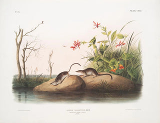 Sorex palustris, amerikkalainen suokäärme, luonnollinen koko - John Woodhouse Audubon — näkymä teoksesta