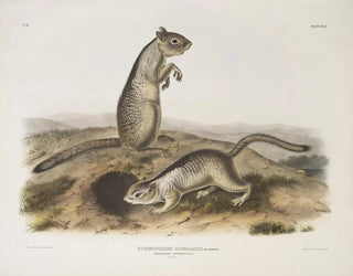Spermophile de Douglas à taille naturelle - John Woodhouse Audubon — näkymä teoksesta