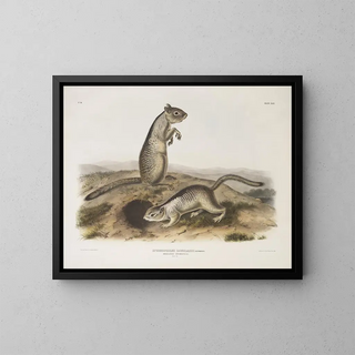 Spermophile de Douglas à taille naturelle - John Woodhouse Audubon — kehystetty taideteos seinällä