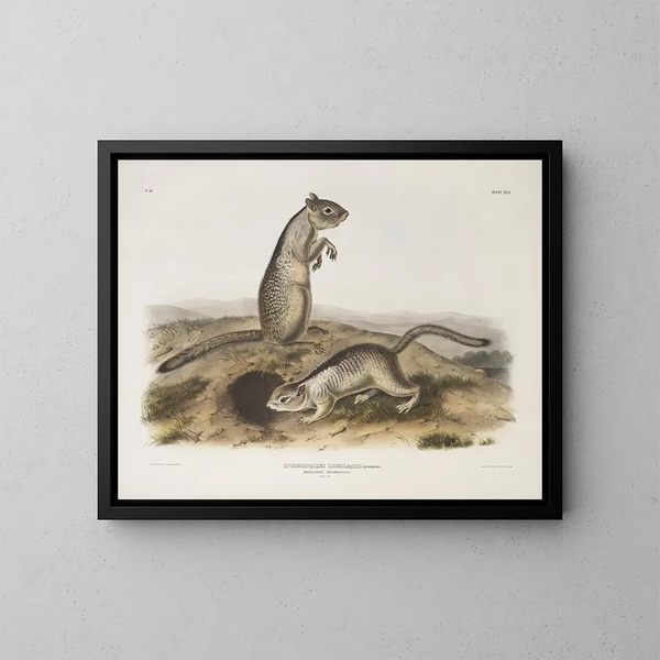 Spermophile de Douglas à taille naturelle - John Woodhouse Audubon — kehystetty taideteos seinällä