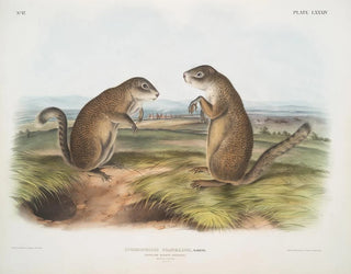 John Woodhouse Audubon - Spermophilus Franklinii Franklins Marmot Squirrel Male  female Natural size.webp