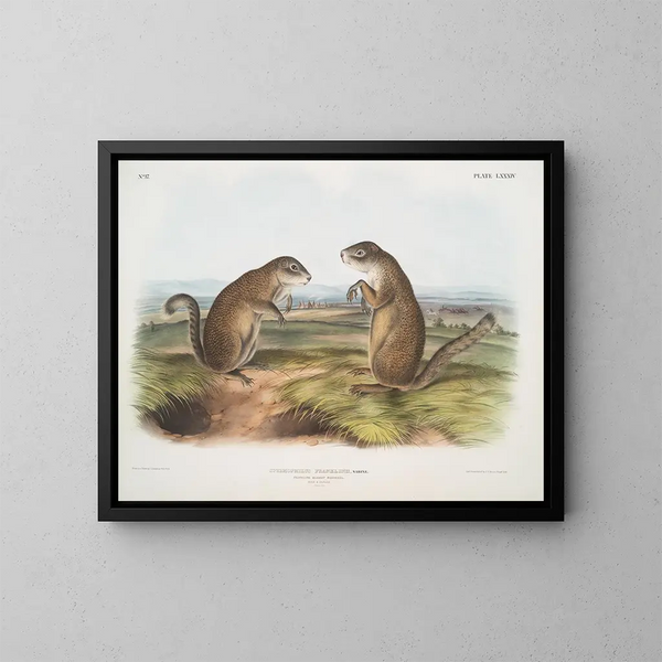 Franklin-marmotin uros- ja naarasmaalaus luonnollisessa koossa - John Woodhouse Audubon — kehystetty taideteos seinällä
