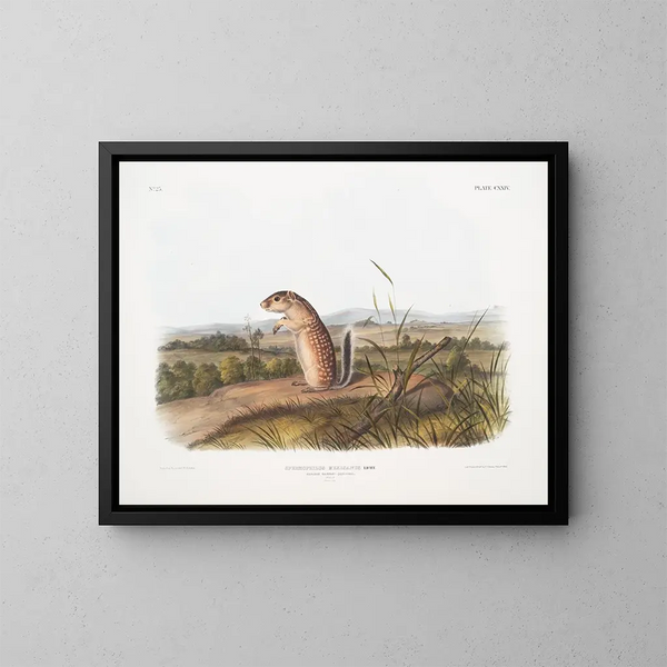 Spermophile mexicain, ecureuil marmotte uros, luonnollinen koko - John Woodhouse Audubon — kehystetty taideteos seinällä