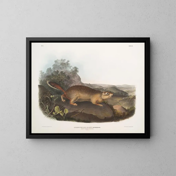 Spermophile de Parry taille naturelle - John Woodhouse Audubon — kehystetty taideteos seinällä