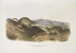 John Woodhouse Audubon - Spermophilus Richardsonii Richardsons Spermophile Natural size.webp