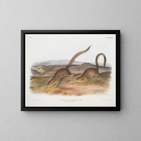Spermophile annelé taille naturelle - John Woodhouse Audubon — kehystetty taideteos seinällä