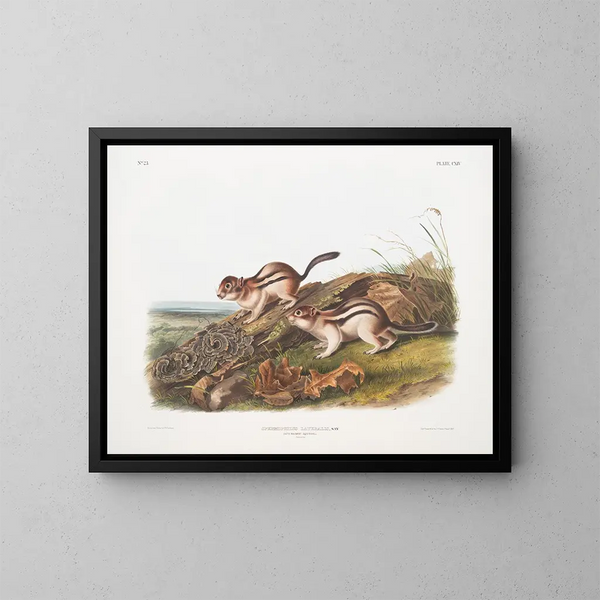 Spermophile latéral taille naturelle - John Woodhouse Audubon — kehystetty taideteos seinällä