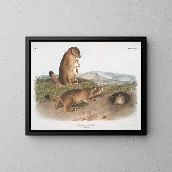 Spermophile de Ludovic - John Woodhouse Audubon — kehystetty taideteos seinällä
