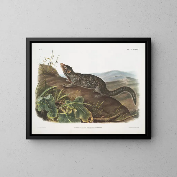 Spermophile à grande queue mâle taille naturelle - John Woodhouse Audubon — kehystetty taideteos seinällä