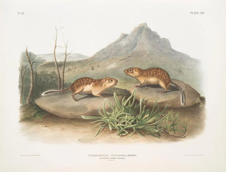 Taimannipöllöpilkullinen, kalifornian orava-marmot, luonnollinen koko - John Woodhouse Audubon — näkymä teoksesta