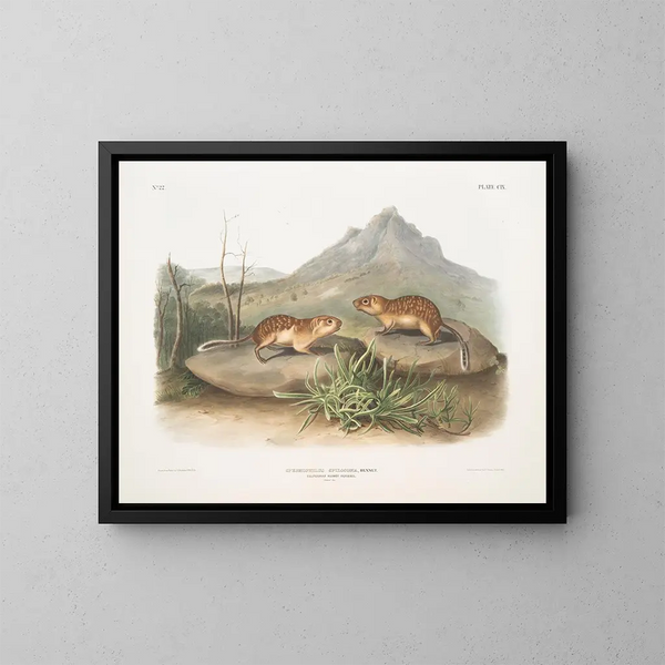 Taimannipöllöpilkullinen, kalifornian orava-marmot, luonnollinen koko - John Woodhouse Audubon — kehystetty taideteos seinällä