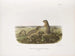 Spermophile à treize bandes, taille naturelle, mâle et femelle - John Woodhouse Audubon — näkymä teoksesta
