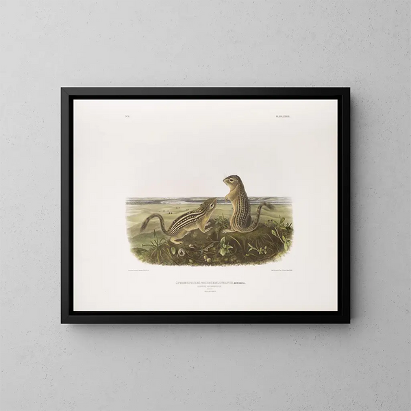 Spermophile à treize bandes, taille naturelle, mâle et femelle - John Woodhouse Audubon — kehystetty taideteos seinällä