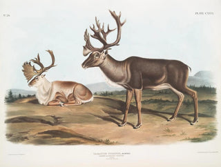 Caribou tai amerikkalainen poro uros 1 kesäkarva 2 talvikarva - John Woodhouse Audubon — näkymä teoksesta