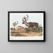 Caribou tai amerikkalainen poro uros 1 kesäkarva 2 talvikarva - John Woodhouse Audubon — kehystetty taideteos seinällä