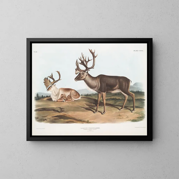 Caribou tai amerikkalainen poro uros 1 kesäkarva 2 talvikarva - John Woodhouse Audubon — kehystetty taideteos seinällä