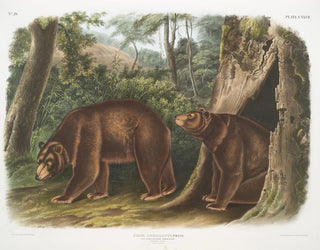 Ours noir américain variété cannelle mâle et femelle - John Woodhouse Audubon — näkymä teoksesta