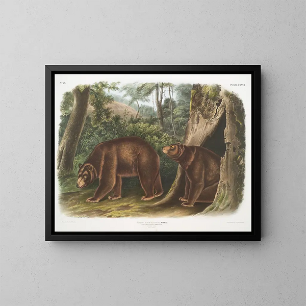 Ours noir américain variété cannelle mâle et femelle - John Woodhouse Audubon — kehystetty taideteos seinällä