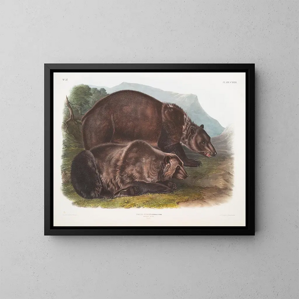 Ours grizzly mâle - John Woodhouse Audubon — kehystetty taideteos seinällä
