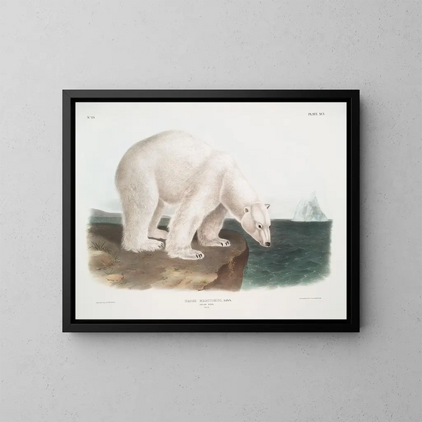Ours polaire mâle - John Woodhouse Audubon — kehystetty taideteos seinällä
