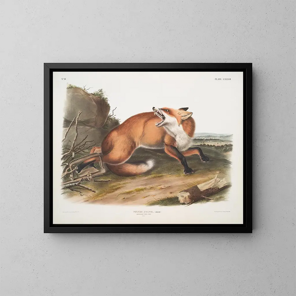 Renard roux américain mâle - John Woodhouse Audubon — kehystetty taideteos seinällä