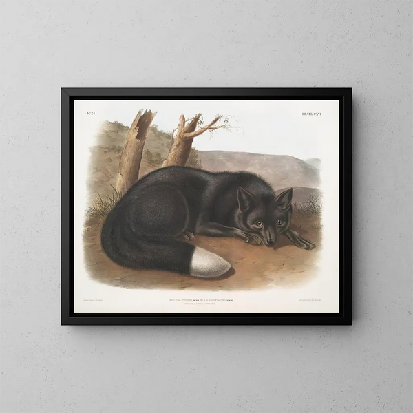 Renard noir ou argent américain - John Woodhouse Audubon — kehystetty taideteos seinällä