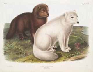 John Woodhouse Audubon - Vulpes lagopus Arctic Fox Winter  Summer pelage.webp