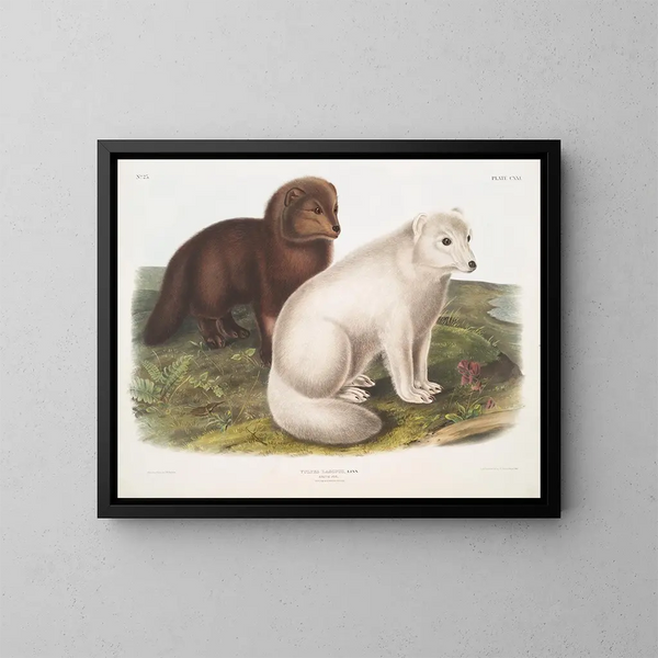 Renard arctique en hiver et en été - John Woodhouse Audubon — kehystetty taideteos seinällä