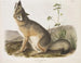 Renard rapide taille naturelle mâle - John Woodhouse Audubon — näkymä teoksesta