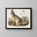 Renard rapide taille naturelle mâle - John Woodhouse Audubon — kehystetty taideteos seinällä