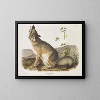 John Woodhouse Audubon - Vulpes velox Swift Fox Natural size Male.webp