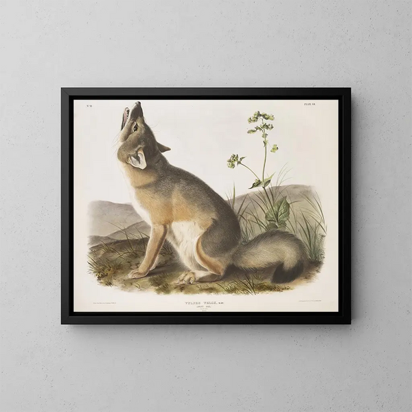 Renard rapide taille naturelle mâle - John Woodhouse Audubon — kehystetty taideteos seinällä