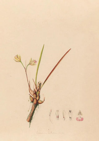 Joo Barbosa Rodrigues - Iconographie des orchidees du Bresil Pl08.webp