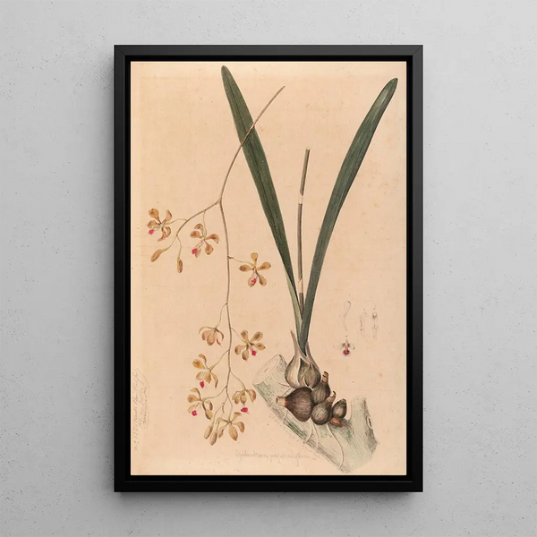 Joo Barbosa Rodrigues - Iconographie des orchidees du Bresil Pl11.webp